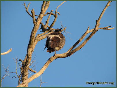 Sis Wendy kept sentry duty for eagles and predators