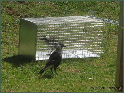 Monty and Mindy showing Sophie the cage was safe