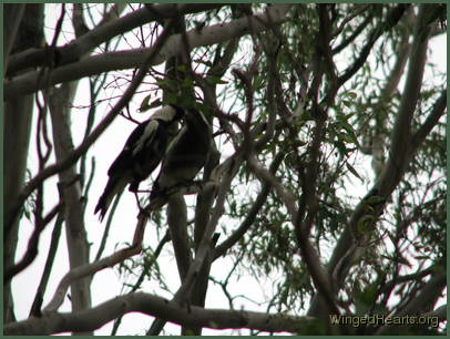 feeding just fledged sister Josie