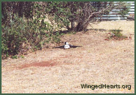 magpies basking in full spread