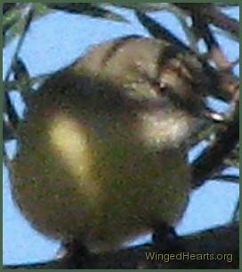 thornbill close up