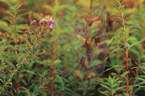 spider web