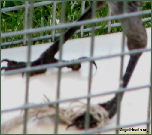 magpie leg in string