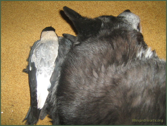 Gypsy magpie with herfavourite dog