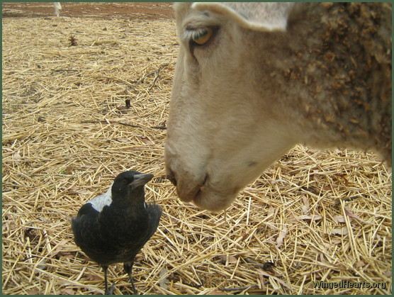 Gypsy magpie