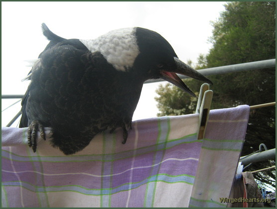 Gypsy magpie