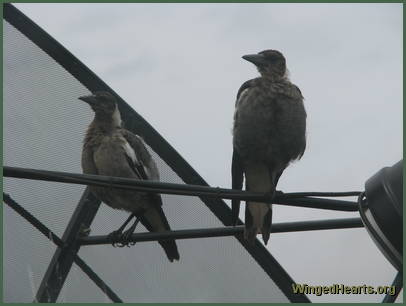 Willie and Nellie learning to sing against the cloudy skies