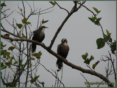 The babblers have moved in