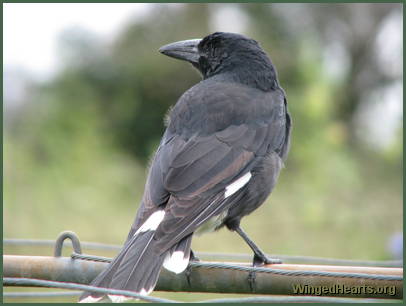 One eyed Curly the currawong