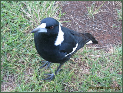 Frieda is all black and white but still as friendly as ever