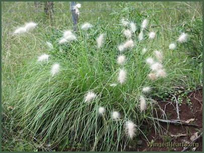 wild grasses abound