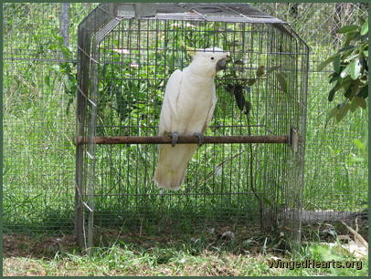 Irene in the cage - 35 years