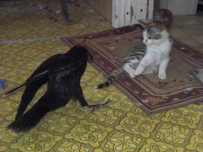 crow and cat