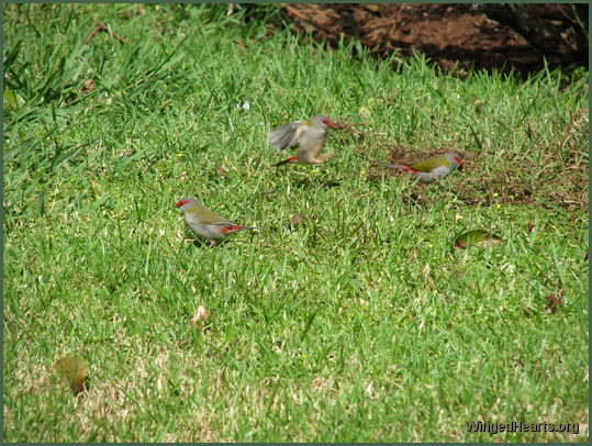 red brow finches also called firetails 