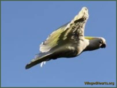 cockatoo in flight