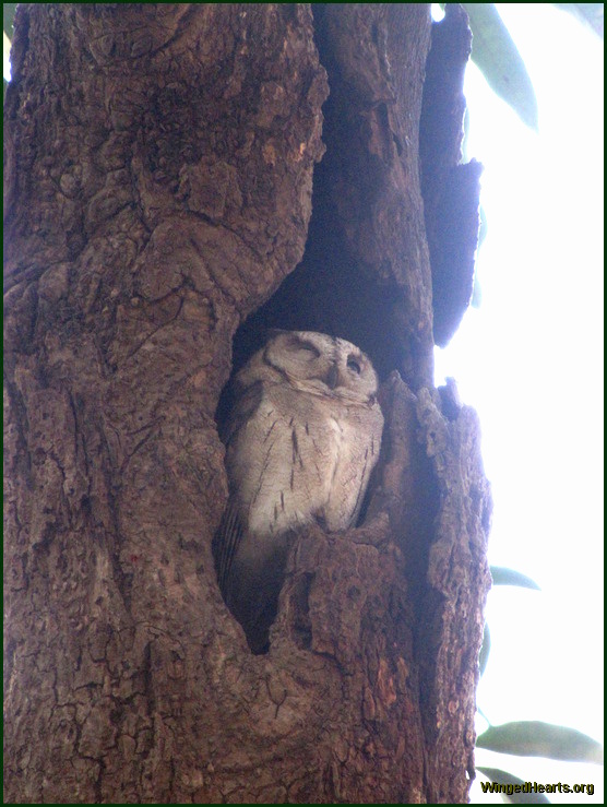 collared scops owl at Ranthambore National Park