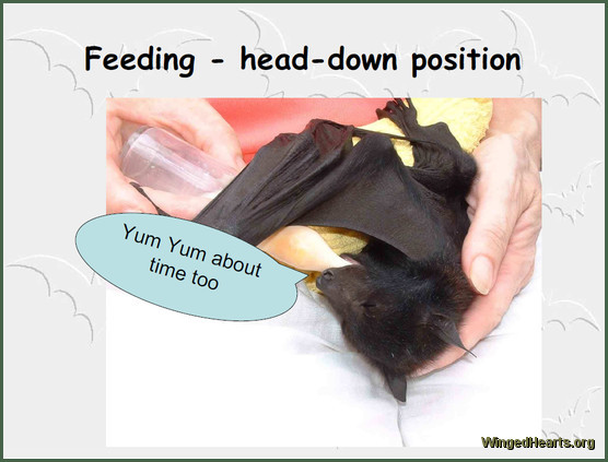 flying fox and bats - rescue and Rehabilitation