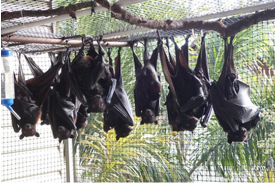 ready for release - flying foxes in a creche