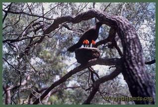 Apostlebird on nest with babies