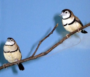 owl-finches