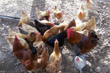 Rondas-chickens