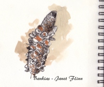 banksia-jflinn