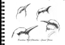 bee-eater-jflinn