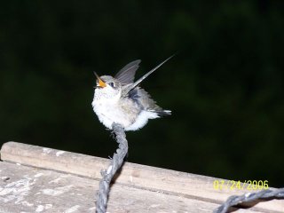 Buddy sings a happy song