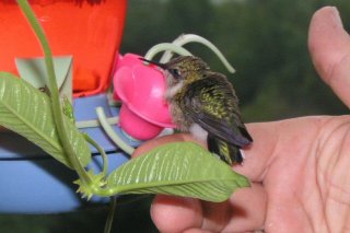 Buddy visiting the feeder
