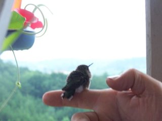 Buddy enjoys the view from a perch on a finger