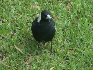 Judith's magpie friend on the ground