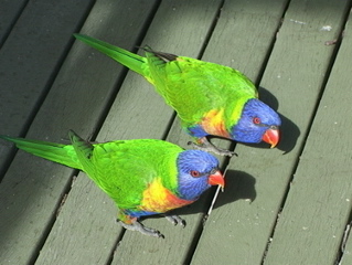 The lorikeet family on the porch