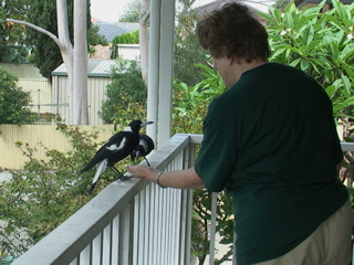 The magpies getting a snack on the porch