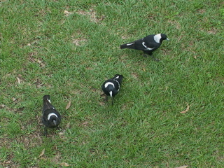 The family waits on the lawn for a snack