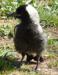 Timone magpie on the ground