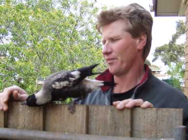 Timone magpie on the fence with Matthew looking on