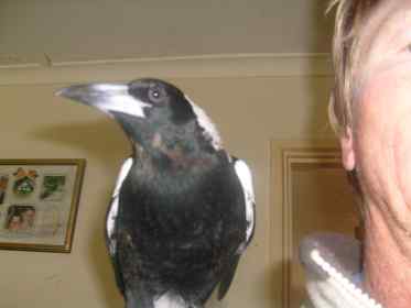 Timone magpie poses for a portrait