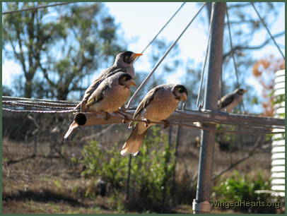 noisy-miners on the washing line