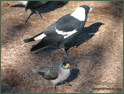 Queen Vicky with Chipkin Noisy-miner