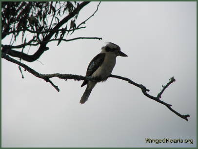 A cloudy start to the day has the Kookaburra musing