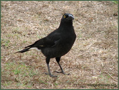 Pied currawong sitting on the ground