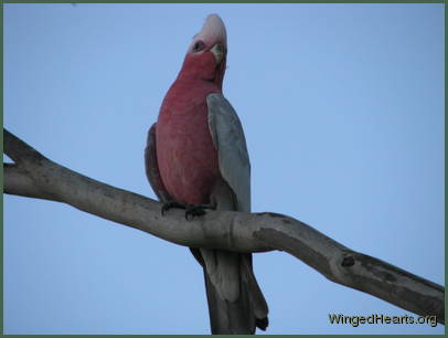 Gally Galah is pleased to the find green grass in June