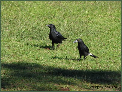 the young crows and currawongs get reacquainted