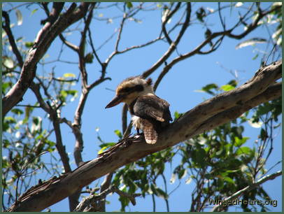 juvenile kookaburra