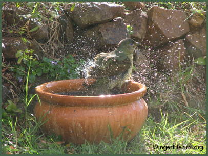 bowerbird at the water bath