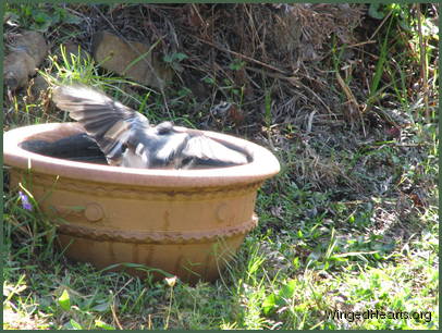 OMG! It's a bird!