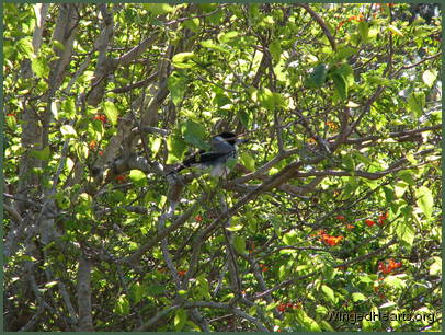 preen
