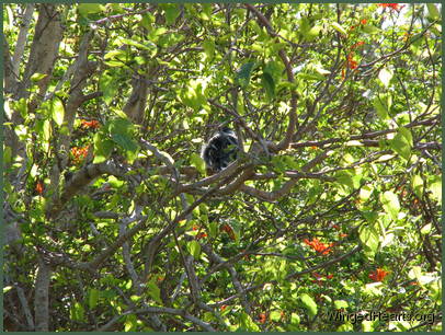 a quiet nap unobserved?