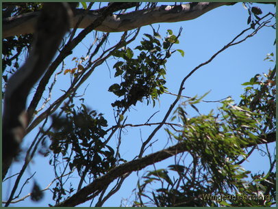 Believe it or not, that's a nest