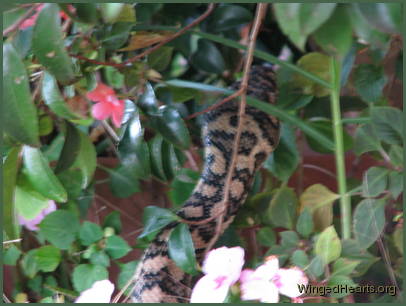 carpet python